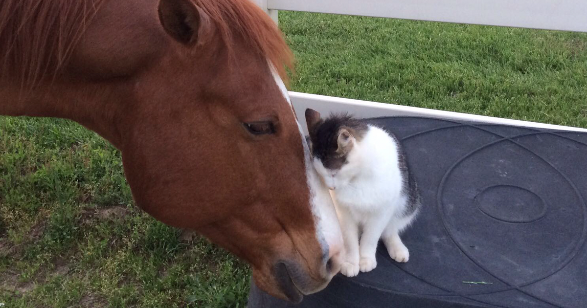 Tiny Cat Has Been Best Friends With His Horse Since He Was A ...