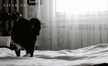 The Funniest Cat Gifs On The Internet