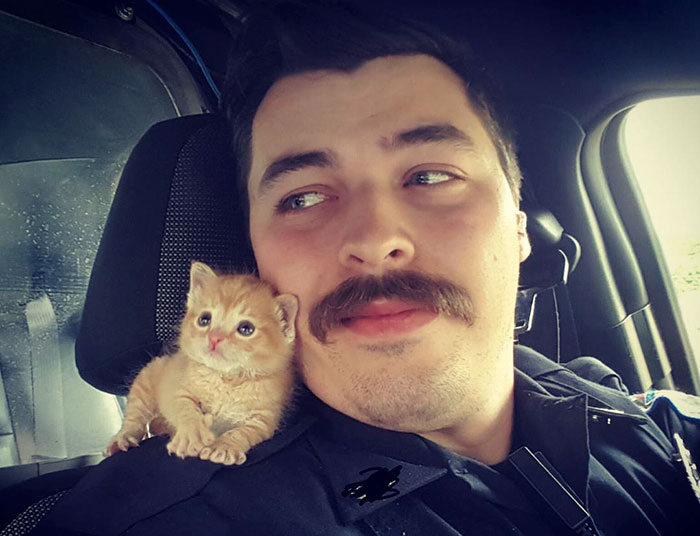 Cop Rescues Kitten Left In The Rain And Now They’re Fighting Crimes Together