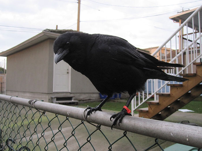 Story Behind The Crow Who Stole Evidence From The Crime Scene