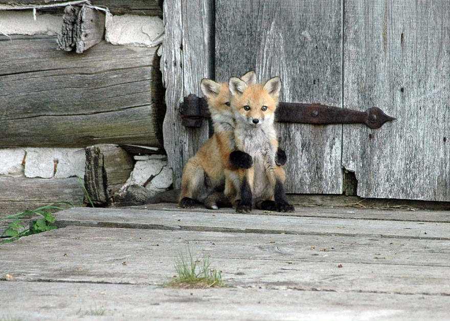 Baby Foxes Cottage Life