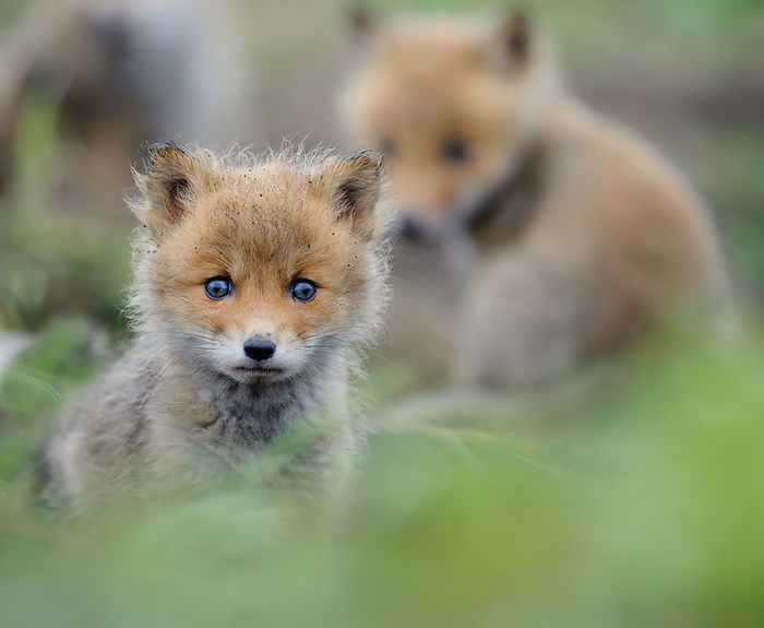Baby Fox