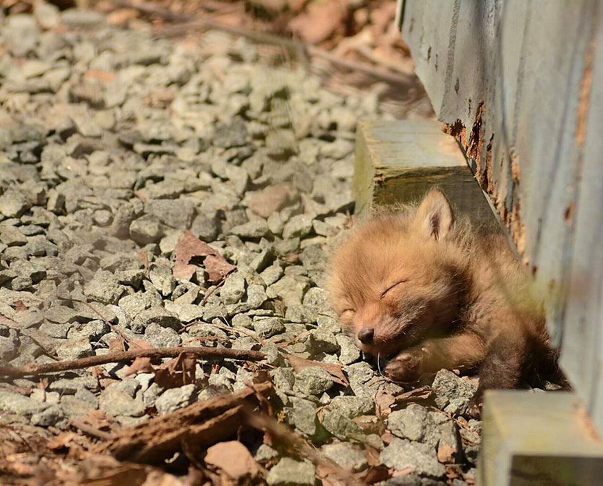 Father And Daughter Find Baby Fox In Their Backyard