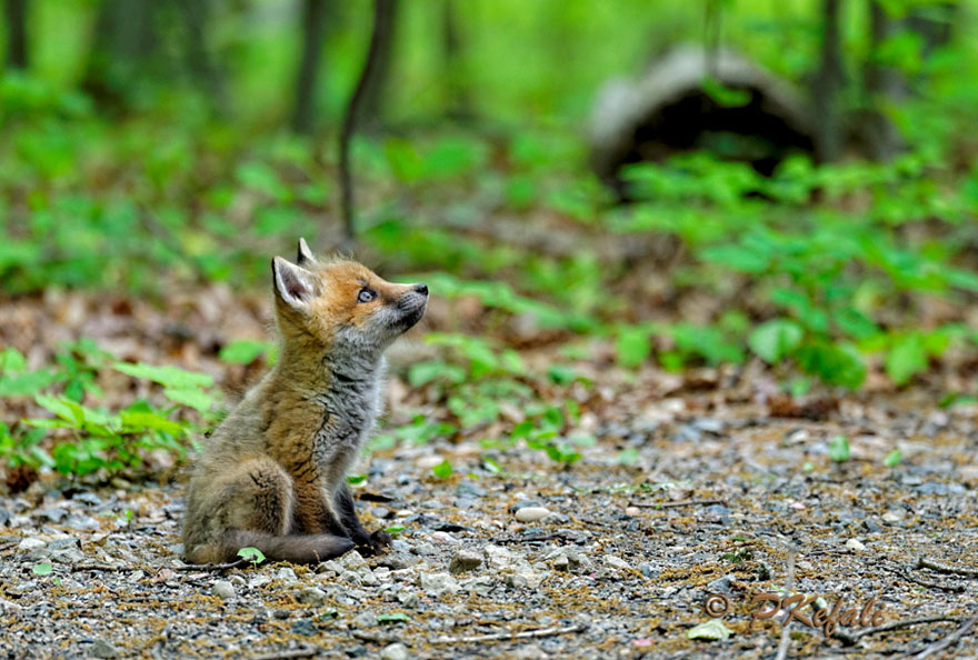 Fox Kit, Taken At The Great Swamp, New Jersey