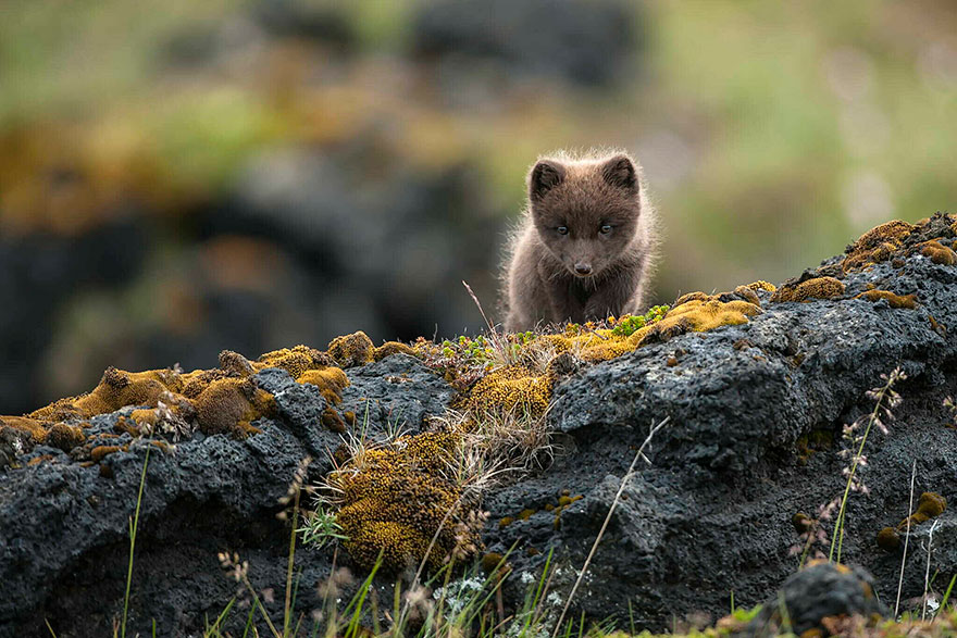 Wild Arctic Fox In Iceland