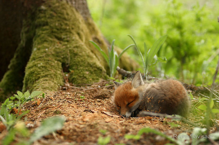 Sweet Dreams