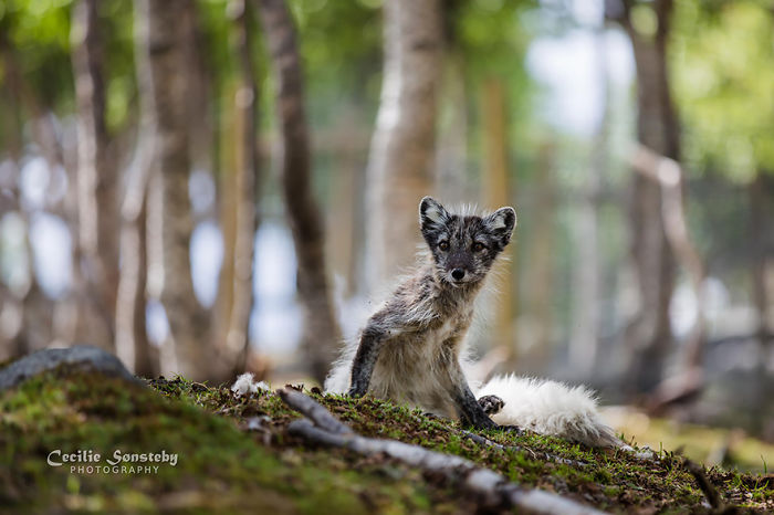 Arctic Fox