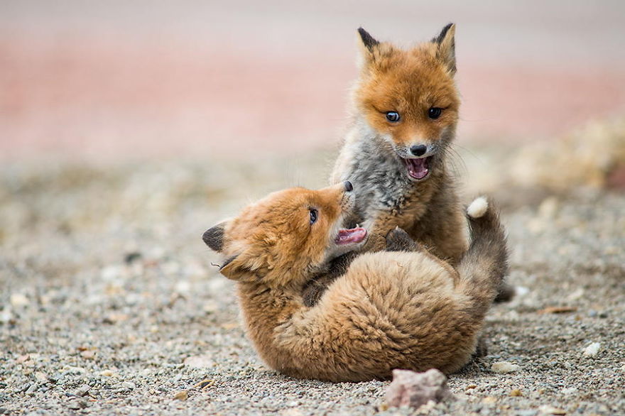 Baby Foxes Playing