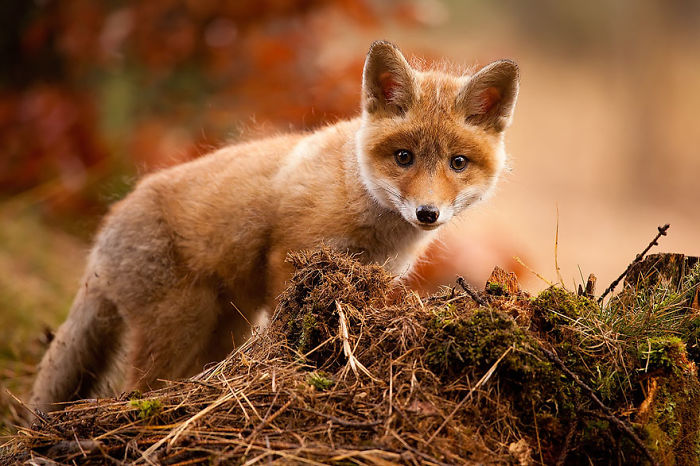 Baby Fox