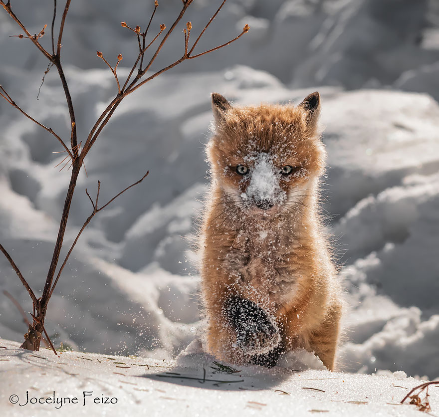 Baby Fox Enjoying Winter
