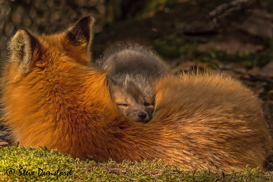 Resting Foxes