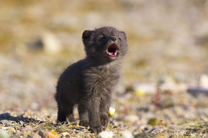 Arctix Fox Baby