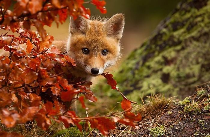 Autumn Fox