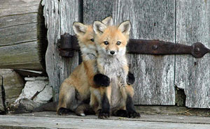 27 Baby Foxes That Are Too Cute To Be True