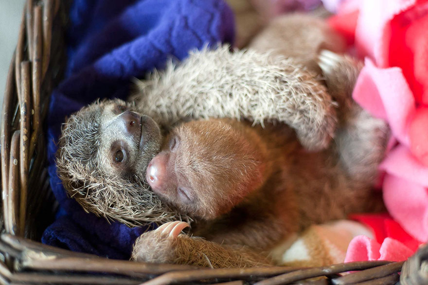 cute-baby-sloth-institute-costa-rica-sam-trull-25
