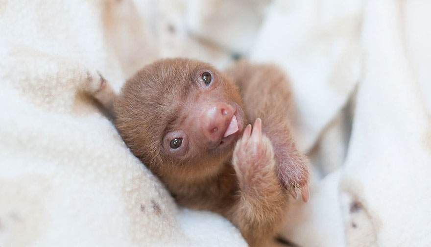 There’s A Sloth Institute Which Looks After Baby Sloths That Lost Their Moms