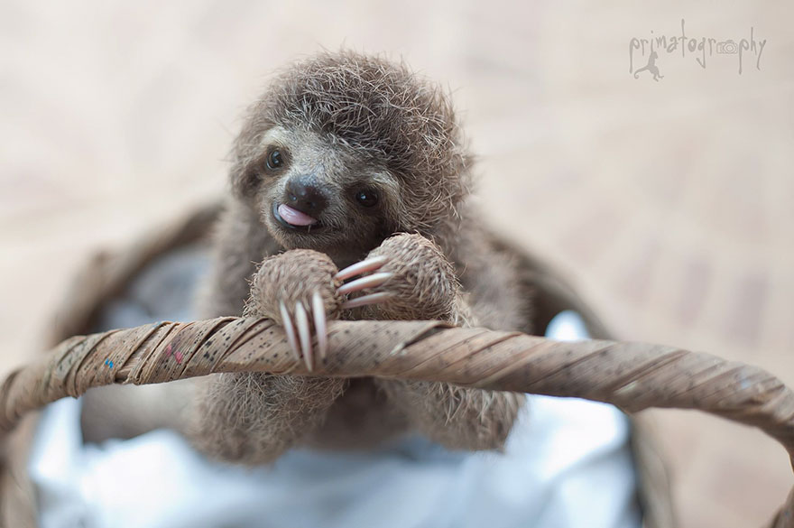 There’s A Sloth Institute Which Looks After Baby Sloths That Lost Their Moms