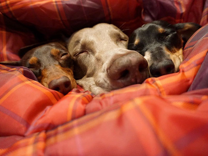 Two Dogs Get A New Puppy And Now They're The Best Sleeping Buddies Ever