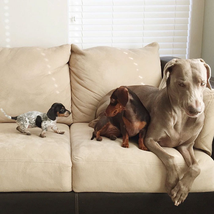 Two Dogs Get A New Puppy And Now They're The Best Sleeping Buddies Ever