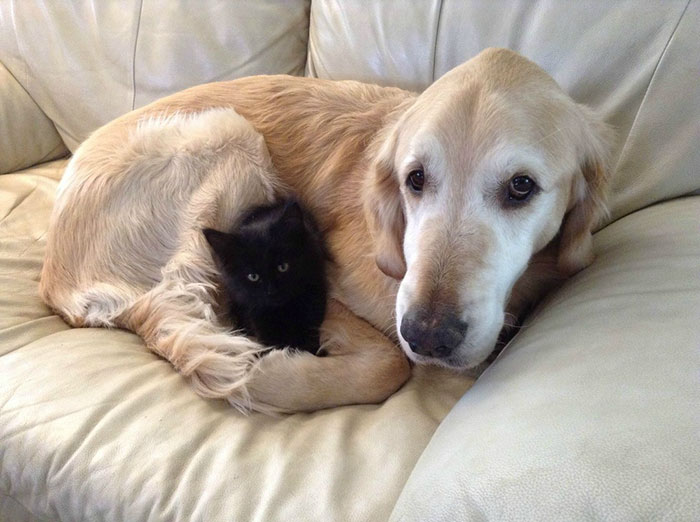 Dog Lost His Cat To Cancer, So They Got Him A New Best Friend