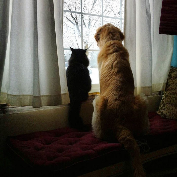 dog-cat-friends-golden-retriever-forsberg-maxwell-4