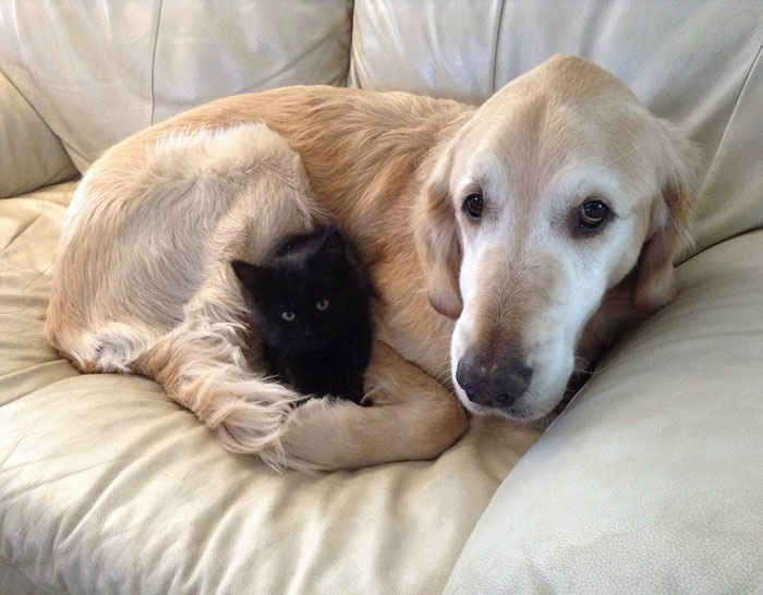 Dog Lost His Cat To Cancer, So They Got Him A New Best Friend