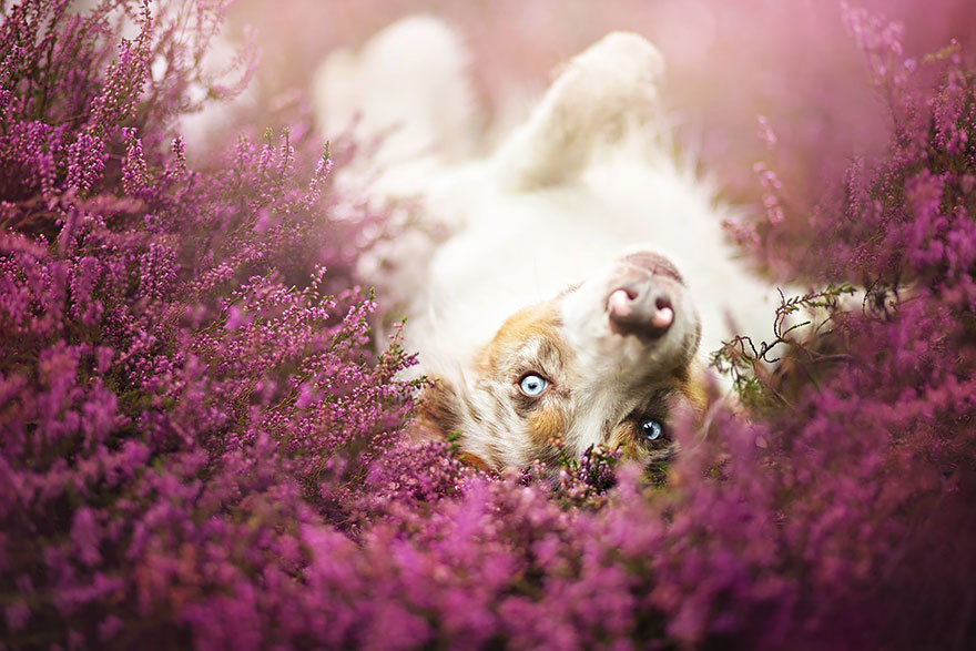 This Polish Photographer Takes The Most Beautiful Dog Photos Ever (13 Pics)