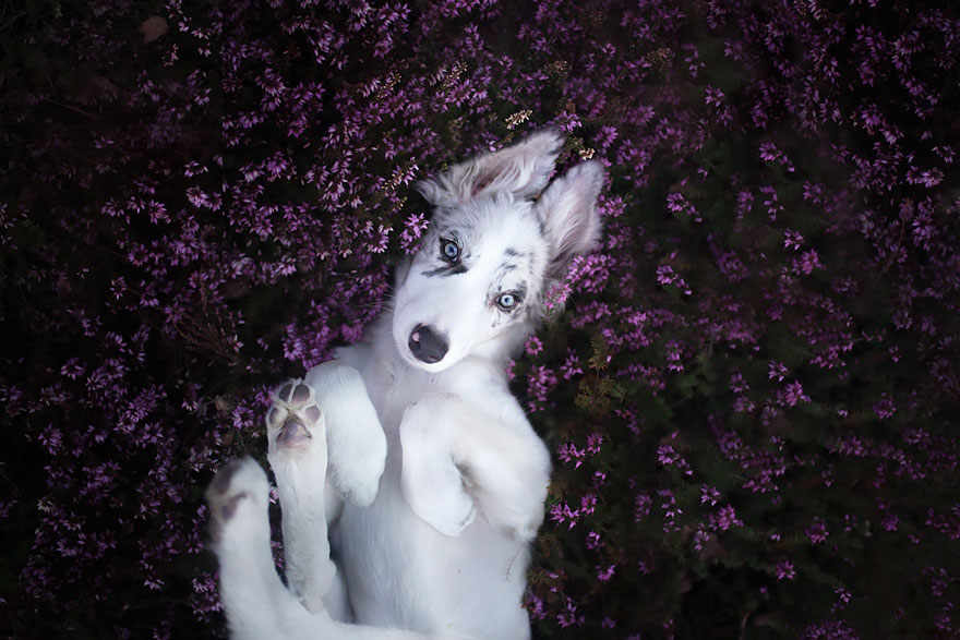 This Polish Photographer Takes The Most Beautiful Dog Photos Ever (13 Pics)