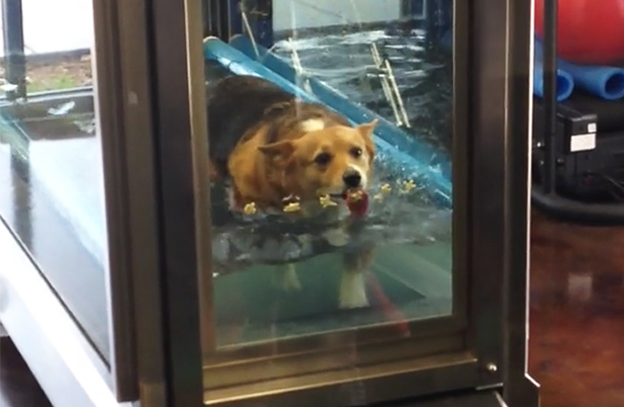 This Dog Didn’t Want To Exercise, So They Came Up With A Genius Plan