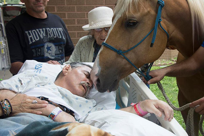 Horses Come To Hospital To Say Goodbye To Their Dying Vietnam Veteran