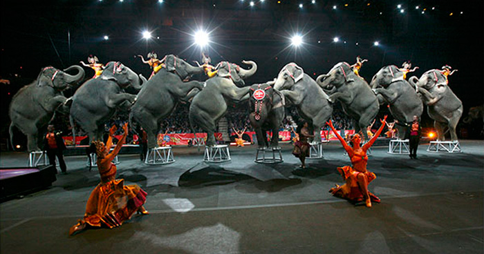 elephant-circus-ringling-bros-last-show-8