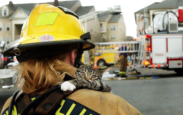 A Cat Clings To The Firefighter Who Rescued Him