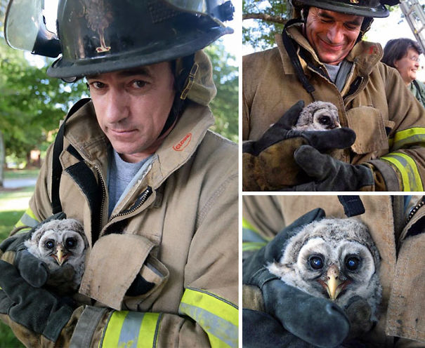 Orphaned Baby Owl Rescued