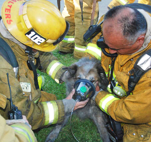 Firefighters Gently Comforting And Providing Oxygen To A Dog Suffering From Smoke Inhalation