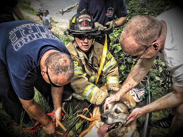 Firefighters Rescued Bandit The Dog From The Hillside