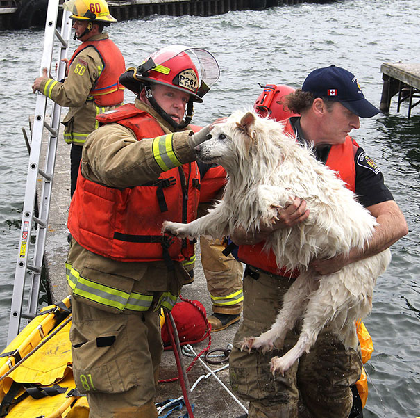 Blind Dog Being Rescued From The Cold Water Of Lake Ontario