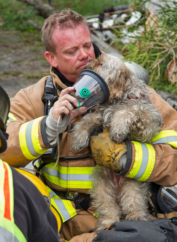 The Dog Rescued From The Structure Fire Took His Head Out Of The Oxygen Mask To Give A Wet Thank You To Ff/Paramedic Mark A. Monaghan From Largo Fire Rescue