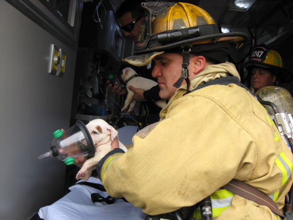 Ft. Lauderdale Firefighters Giving Puppies Oxygen After A Housefire
