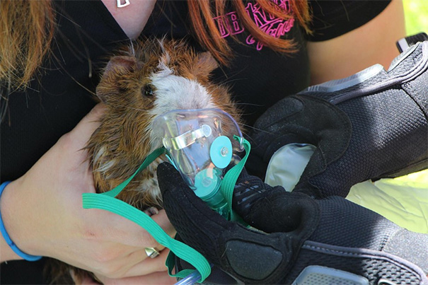 Firefighters Refuse To Let Guinea Pig Die