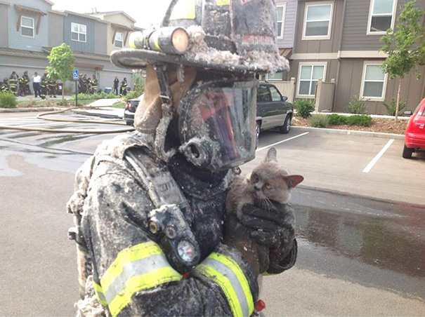 Firefighter Saves Cat From Condo Fire Today. Cat Was Not Impressed