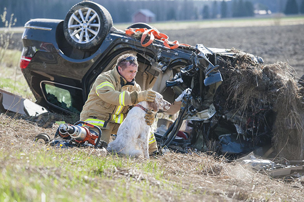 Firefighter Comforting A Dog That Has Been In A Car Crash