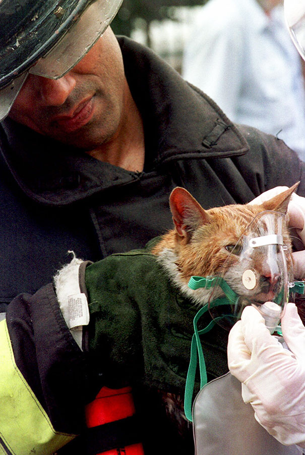 Firefighters Found Coocoo The Cat On The First Floor Of A Boston Building After Putting Out A Fire. Here Firefighter Raymond Alicea Administers Oxygen To The Cat