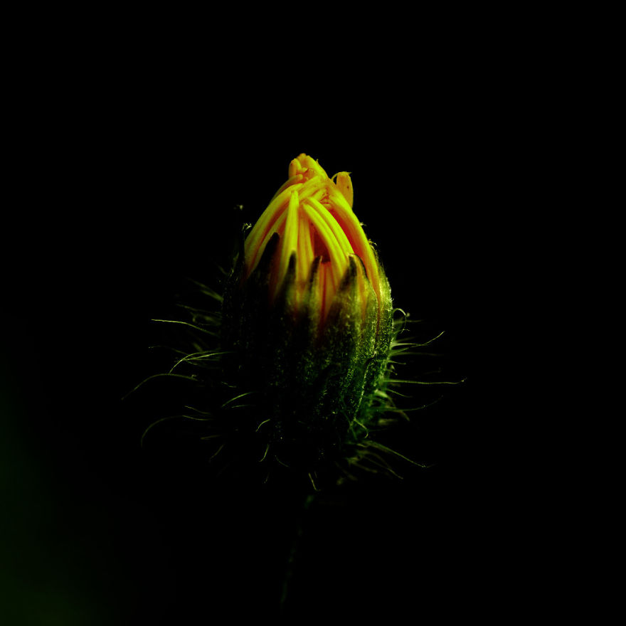 I Photograph Flowers Using My Macro Lenses