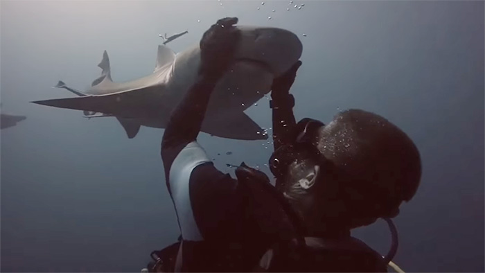 friendly-shark-diver-pet-randy-jordan-1