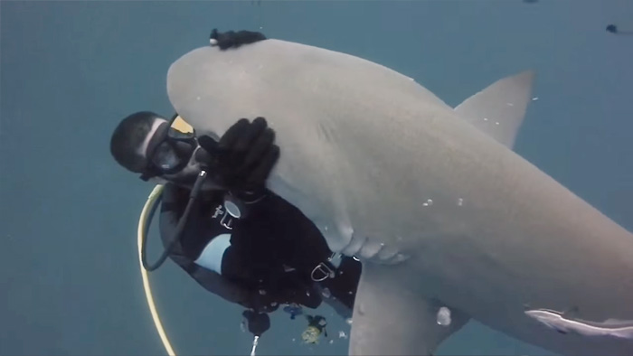 friendly-shark-diver-pet-randy-jordan-2