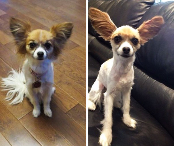 My Husband Decided To Give Our Dog A Haircut