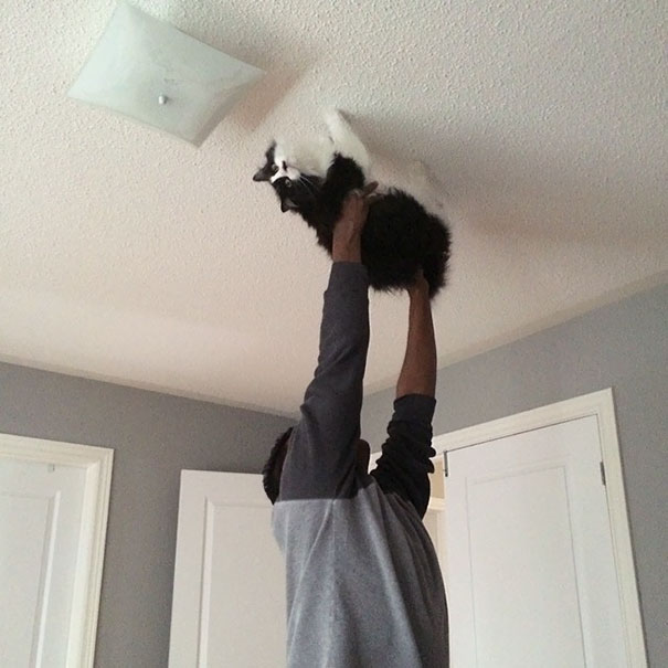 Walked On My Husband Walking The Cat Across The Ceiling While Singing "Spider Cat, Spider Cat Does Whatever A Spider Cat Does"