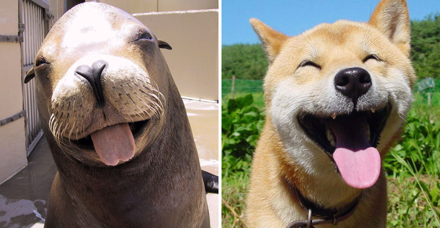Seals Look Like Dog