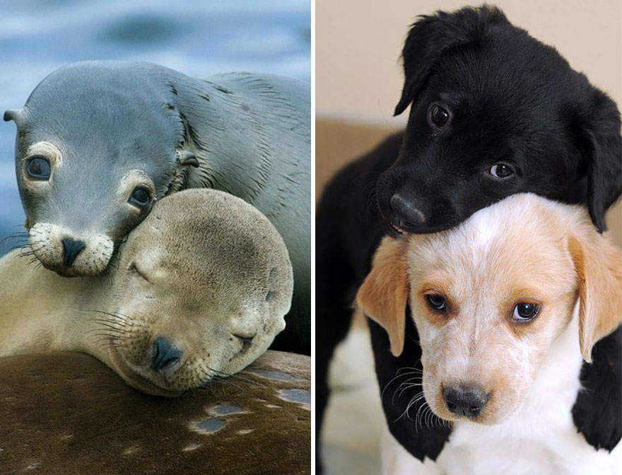 Seals Looks Like Dogs