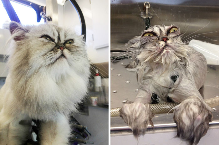 63 Hilarious Animals Before And After A Bath